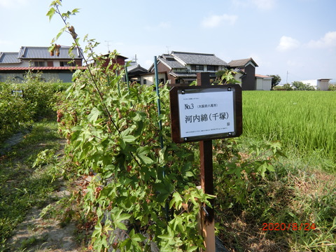 CIMG4104
