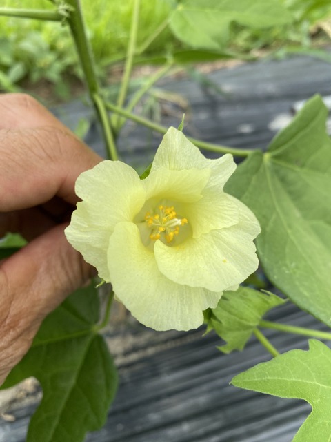 image0 - 2023-07-17和綿の青木