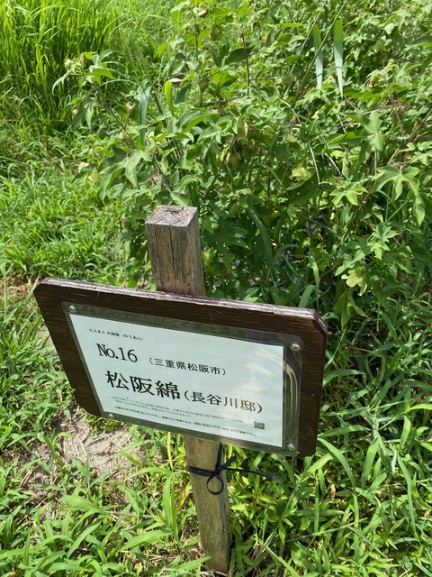 image0 - 7号畑の松阪種看板2023-08-11T142222.213