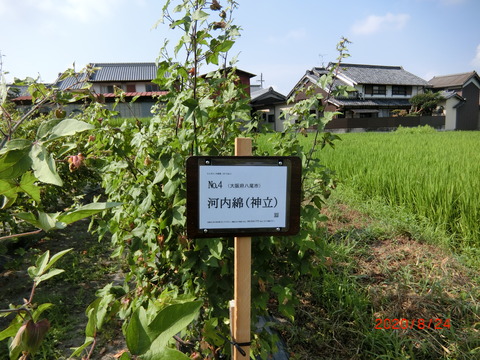 CIMG4105