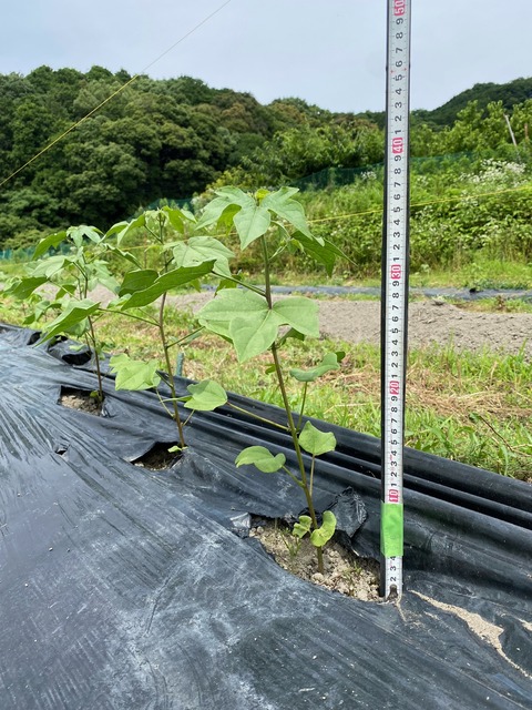 5号アプランドの背丈image0 - 2023-06-26T055159.611