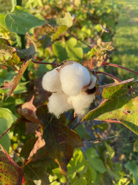 image12
