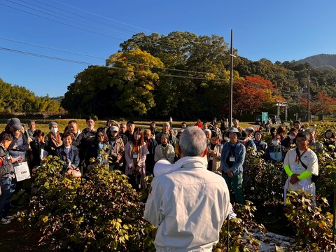 エクスカーション：綿花圃場見学