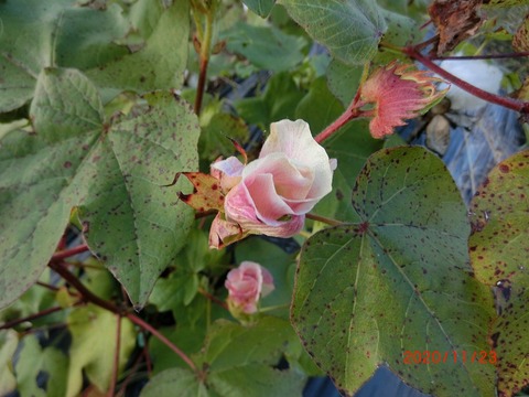 CIMG4477