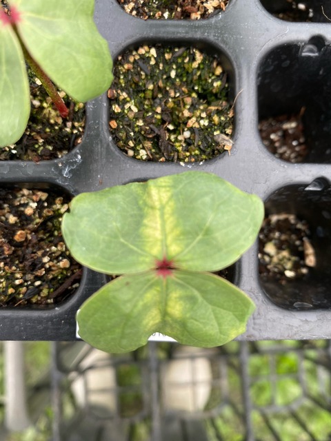 image10