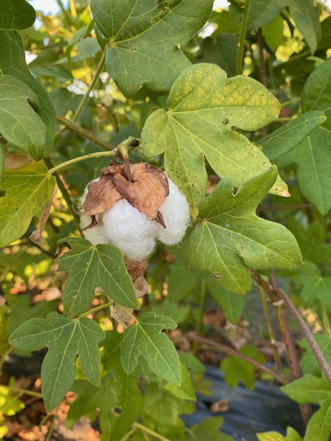 image5