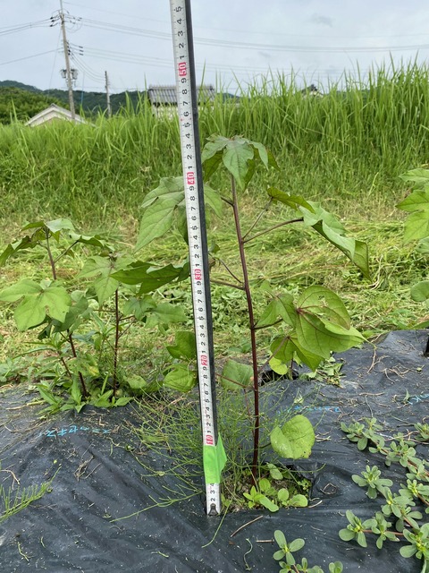 7号河内綿image1 (29)