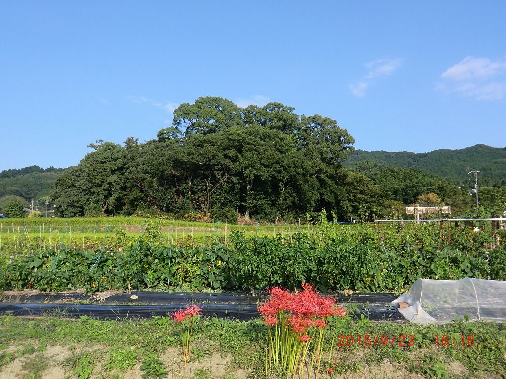イメージ 7
