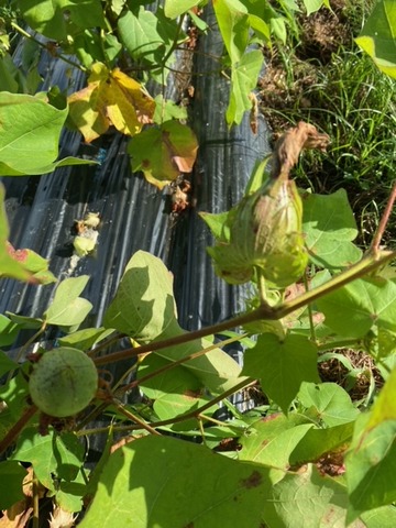 image23