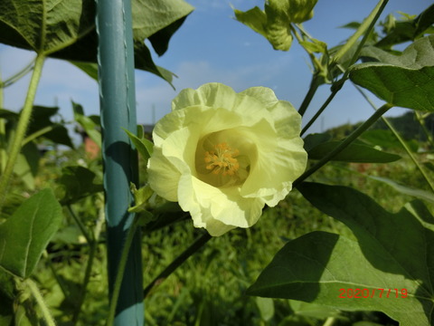 CIMG3750