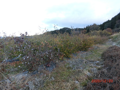 CIMG4541