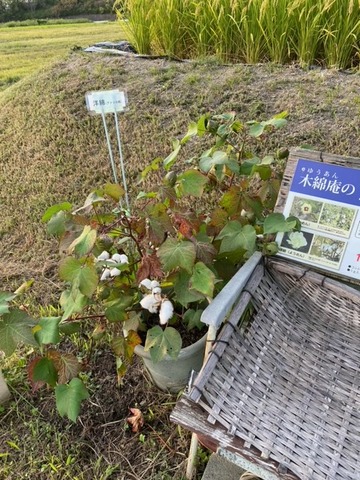 image8