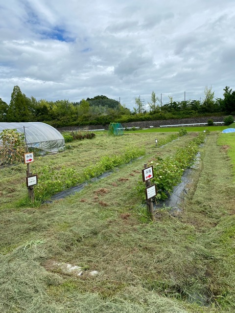image0 - 2023-08-11T140439.472