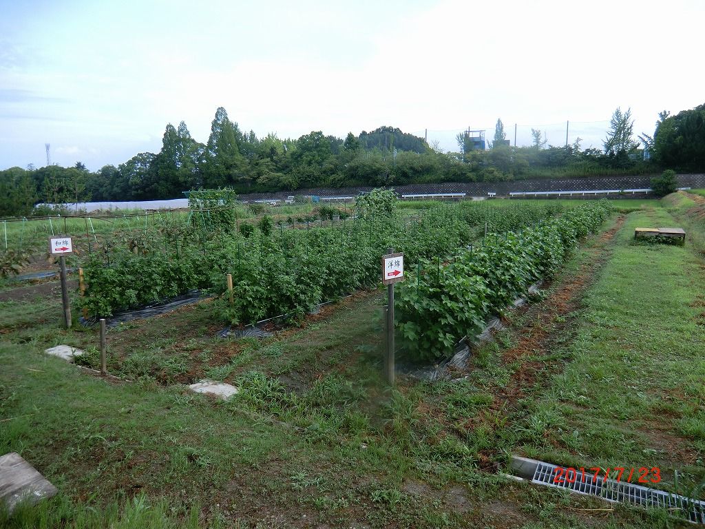 イメージ 5