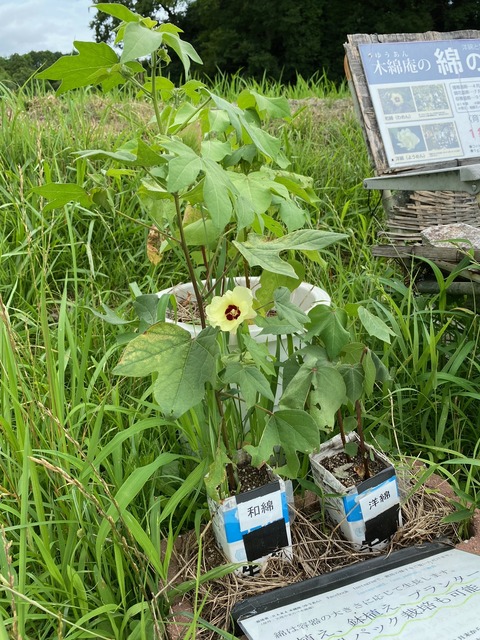 image0 - 2023-07-16牛乳パックの花