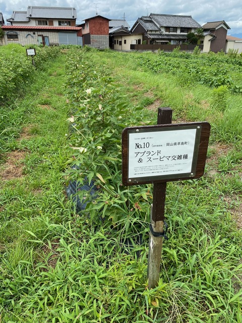 image 7号畑の交雑種看板 (29)