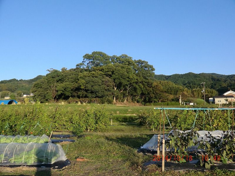 イメージ 6