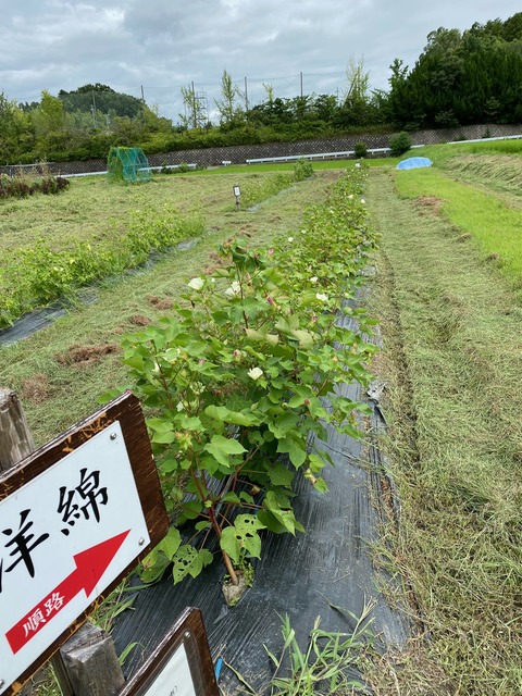 image0 - 2023-08-11T140454.741