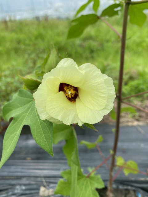 image0 - 2023-07-16和綿の花T105235.286