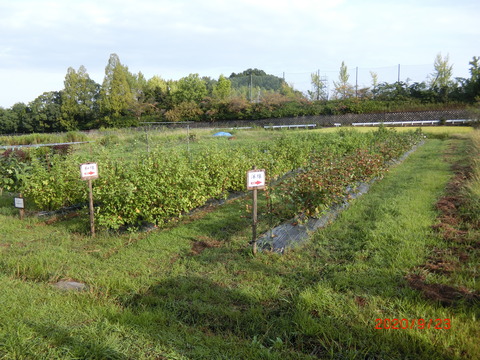 CIMG4196