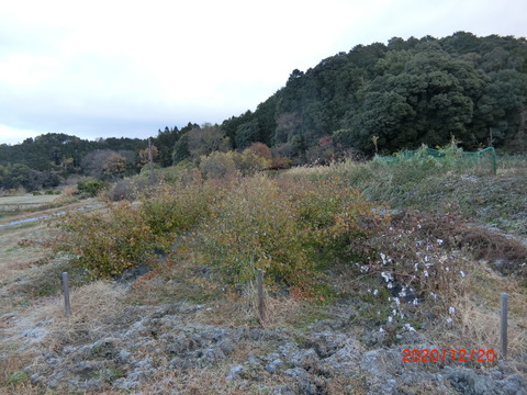 CIMG4539