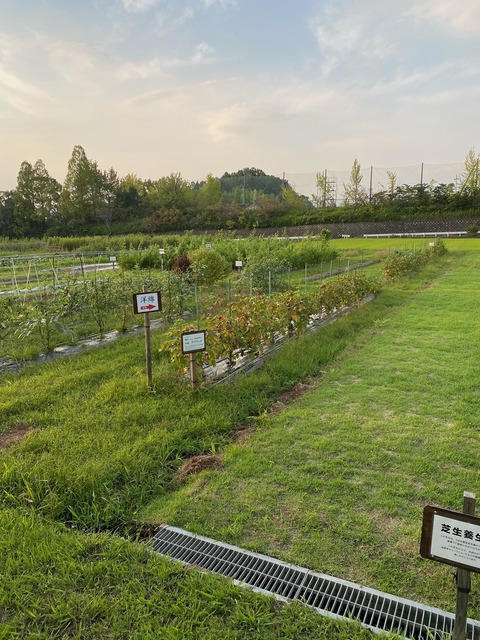 image6