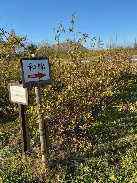 image22