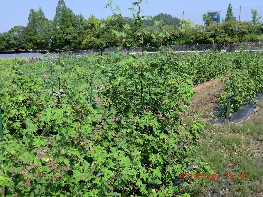 イメージ 9