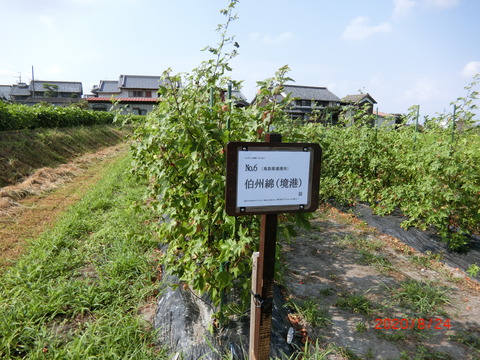 CIMG4099