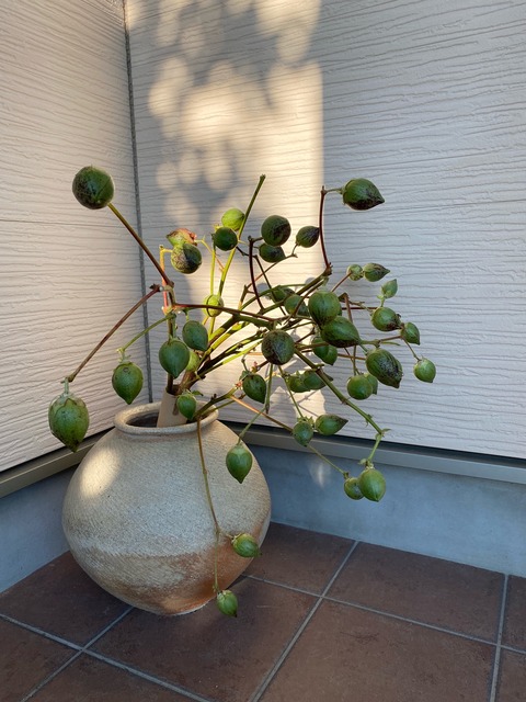 image6