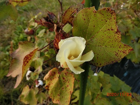 CIMG4479