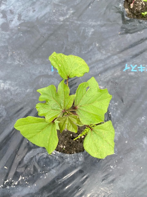 木アプラimage2 (4)