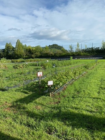 image10