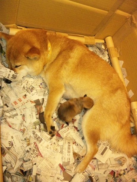 柴犬ピノの出産記録 11 11 2 まとめ Hello Here Is A Stay At Home Dad
