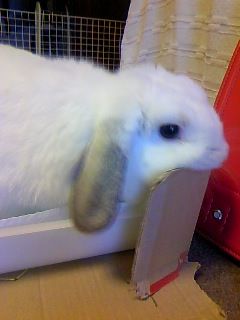 しつけっていうかコミュニケーションがなかなか Silverware