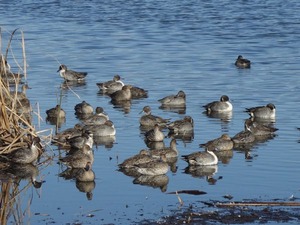 s_DSC07247