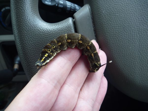 実りの秋 黒い幼虫 セスジスズメの幼虫 の季節到来 はみ男の日記 仮