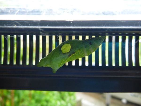 ナミアゲハ蛹 アゲハヒメバチに寄生される はみ男の日記 仮