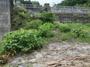 s_DSC00454