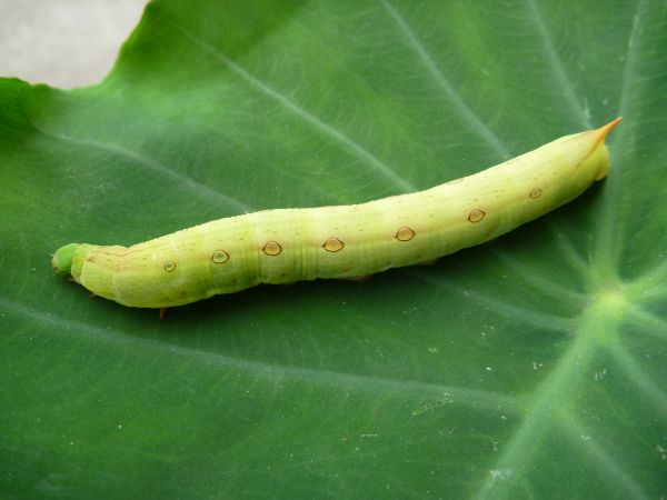 イッポンセスジスズメの幼虫 はみ男の日記 仮