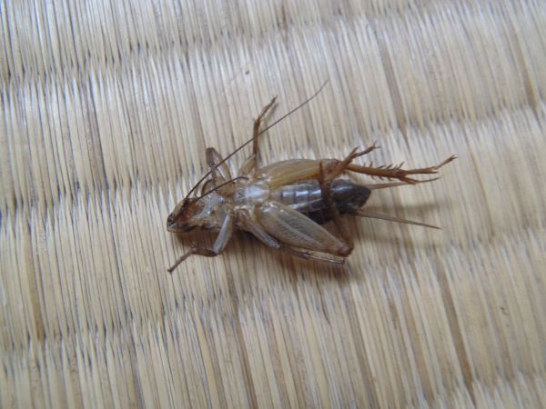 コオロギの最終脱皮 はみ男の日記 仮