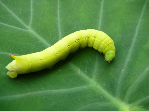 イッポンセスジスズメの幼虫 はみ男の日記 仮