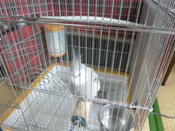 マルカン セラミックヒーター CH-100(100W) : はみ男の日記(仮) マルカン セラミックヒーター CH-100(100W) : はみ男の日記(仮)