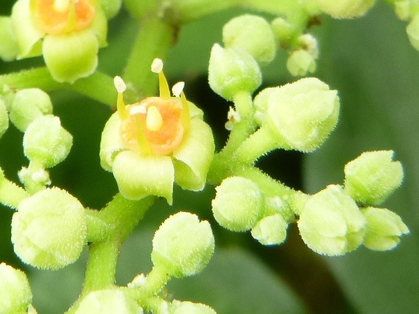黒い幼虫とヤブガラシの花 はみ男の日記 仮