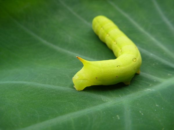 イッポンセスジスズメの幼虫 はみ男の日記 仮