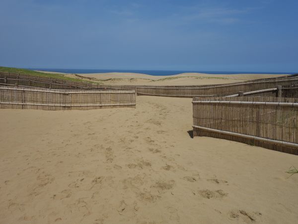 鳥取砂丘のオアシス はみ男の日記 仮