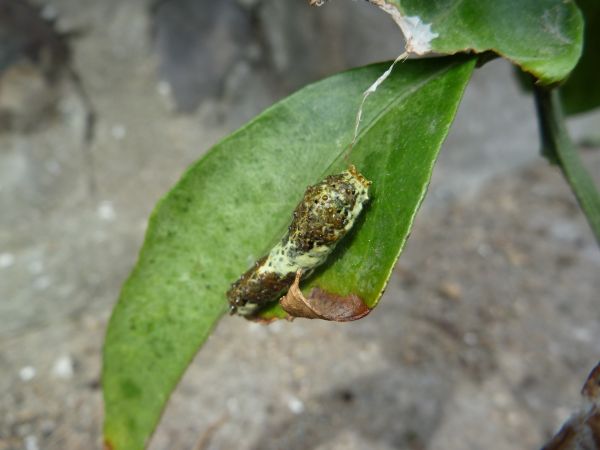 アゲハ幼虫専用みかんの木にいる幼虫の状況c W はみ男の日記 仮