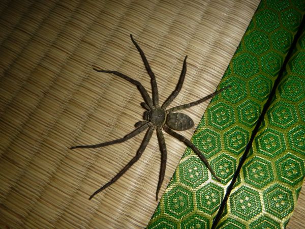 うちの守護神 アシダカ先生 はみ男の日記 仮