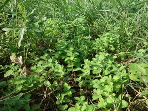s_DSC06204