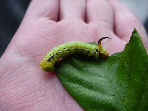オオスカシバの幼虫 はみ男の日記 仮